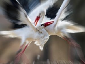 cigognes_blanches